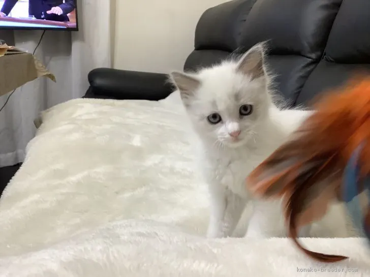 MOMO 様のお迎えした子猫