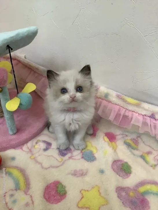 TH 様のお迎えした子猫