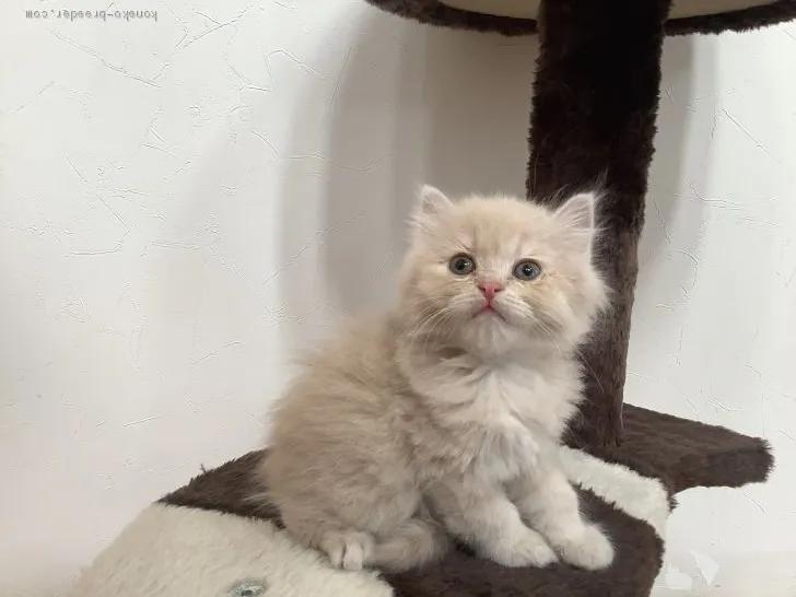 ID：2005-02339の子猫