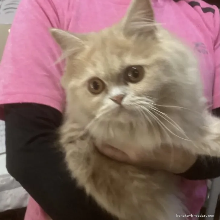 ID:2310-02716の子猫