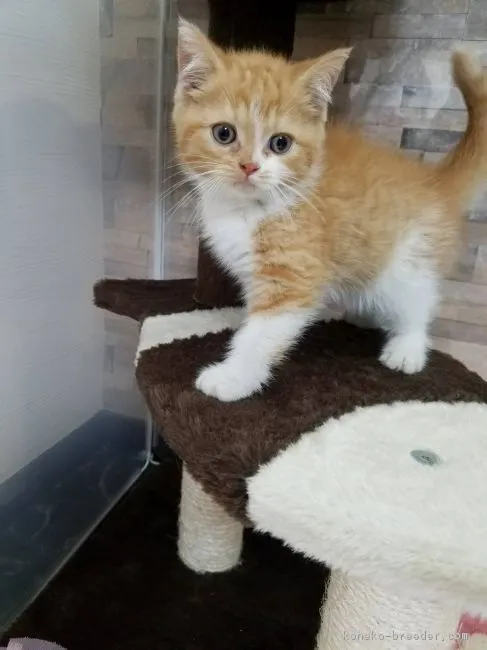 Toriko 様のお迎えした子猫
