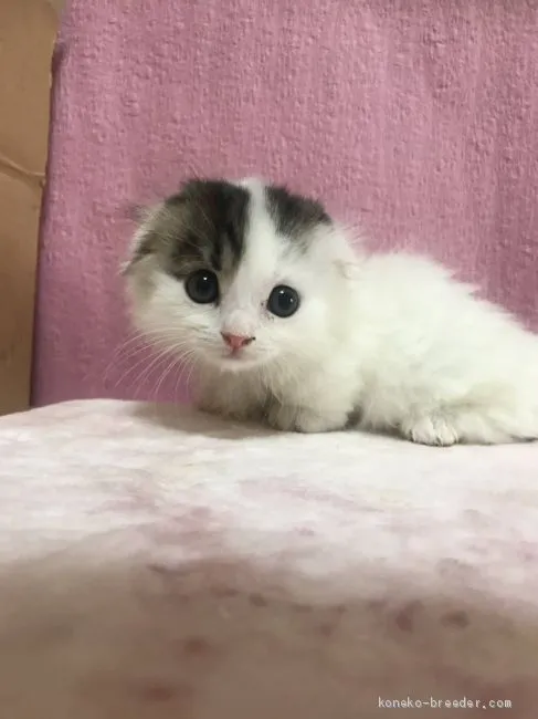 りょーすけ 様のお迎えした子猫