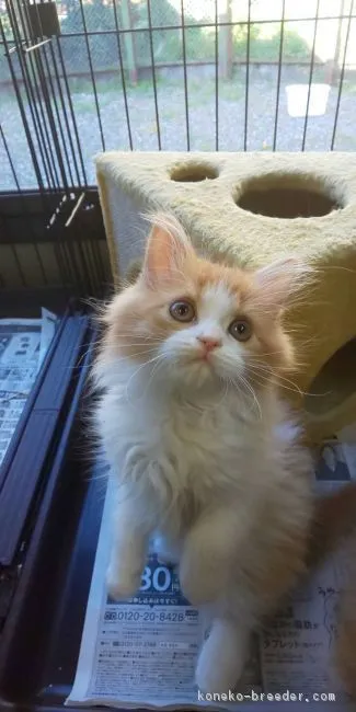 ID:1903-01759の子猫