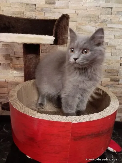 ID：1710-01022の子猫