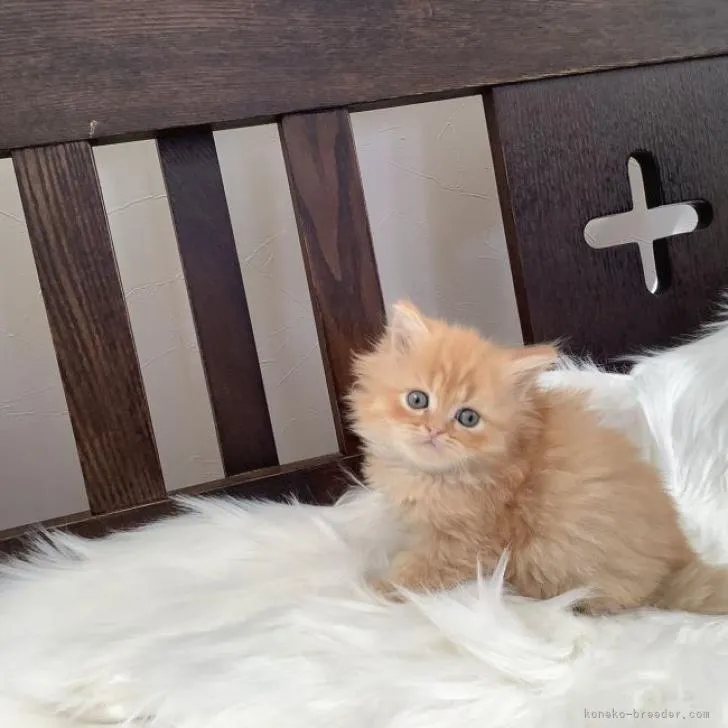 ID:2301-00514の子猫