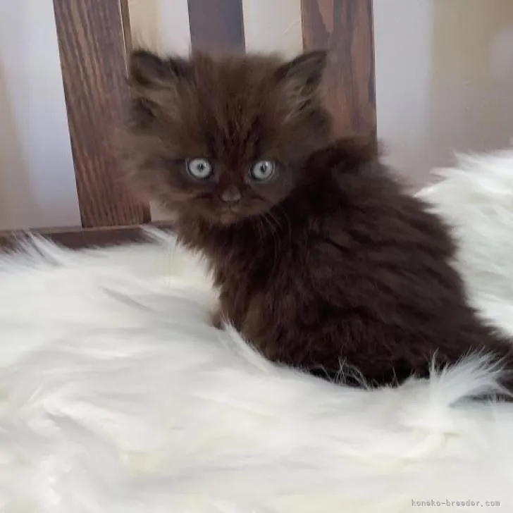ID：2301-00512の子猫