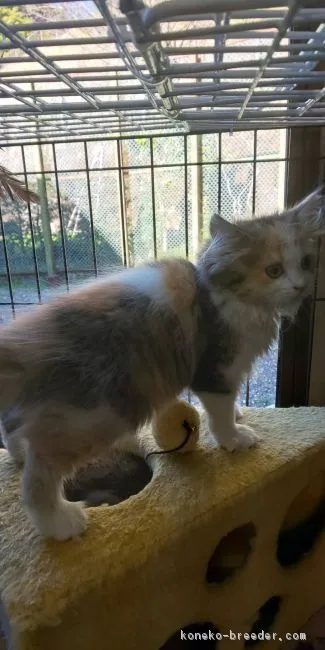 ID:1903-01754の子猫