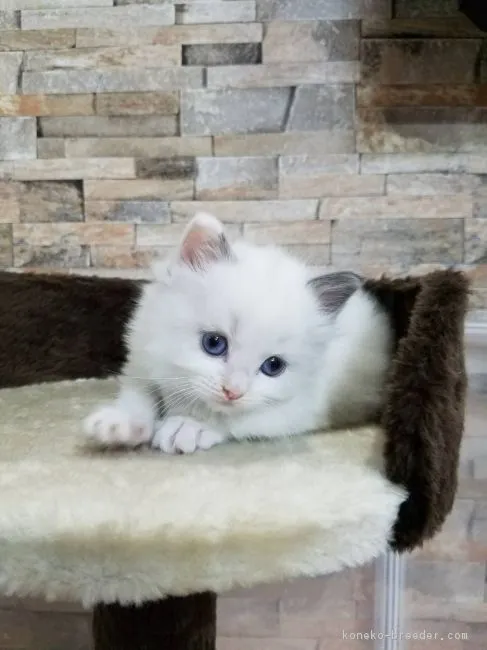 プラタナス 様のお迎えした子猫