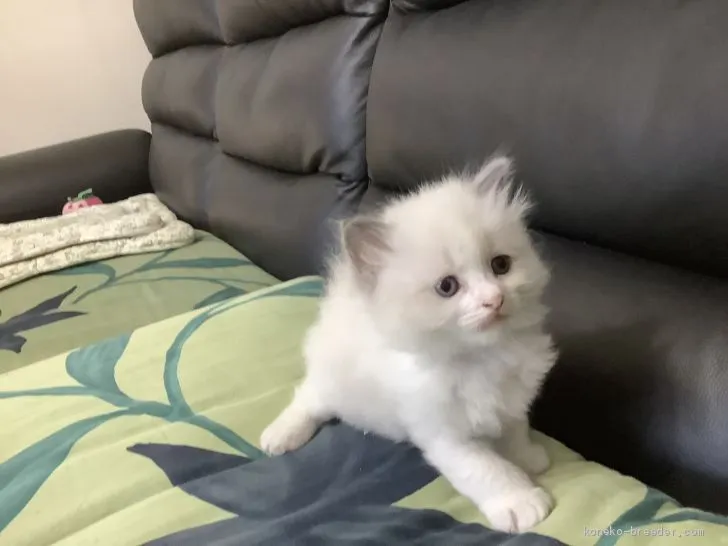ID：2005-02501の子猫