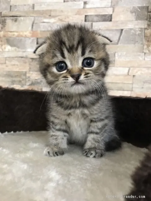 ID:1703-00736の子猫