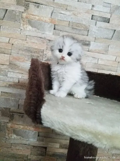 ID：1711-00186の子猫