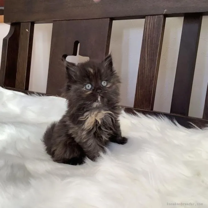 ID：2301-00522の子猫