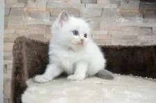 ラグドール【静岡県・女の子・2017年7月22日・ブルーポイントバイカラー】の写真2