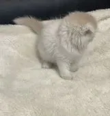 スコティッシュフォールド(折れ耳)【静岡県・女の子・2021年1月29日・クリーム&ホワイト】の写真2