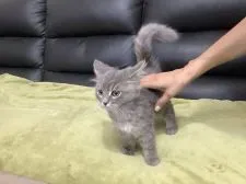 ラガマフィン【静岡県・男の子・2020年7月25日・ブルータビー】の写真2