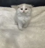 スコティッシュフォールド(折れ耳)【静岡県・女の子・2021年1月29日・クリーム&ホワイト】の写真3