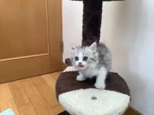 ミヌエット【静岡県・男の子・2021年8月15日・シルバータビ&ホワイト】の写真3