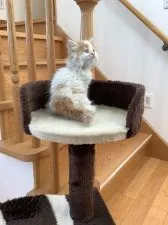 ラガマフィン【静岡県・男の子・2020年1月21日・レッドタビー&ホワイト】の写真4