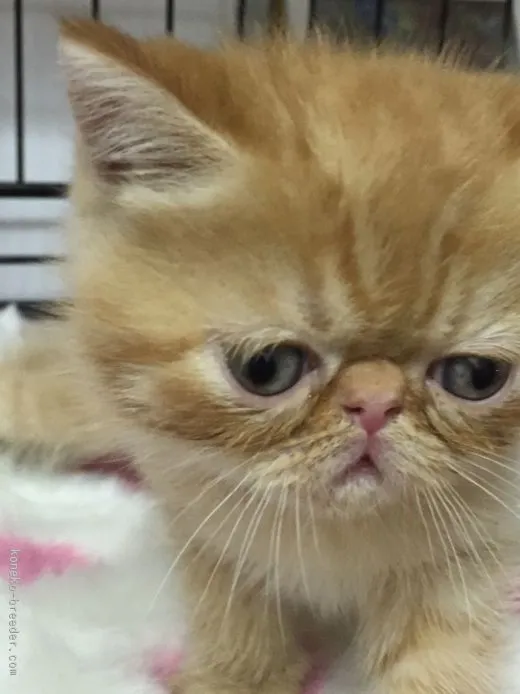 ID：1511-00311の子猫