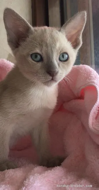 ID：2005-02008の子猫