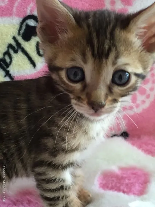 ID：1602-00110の子猫