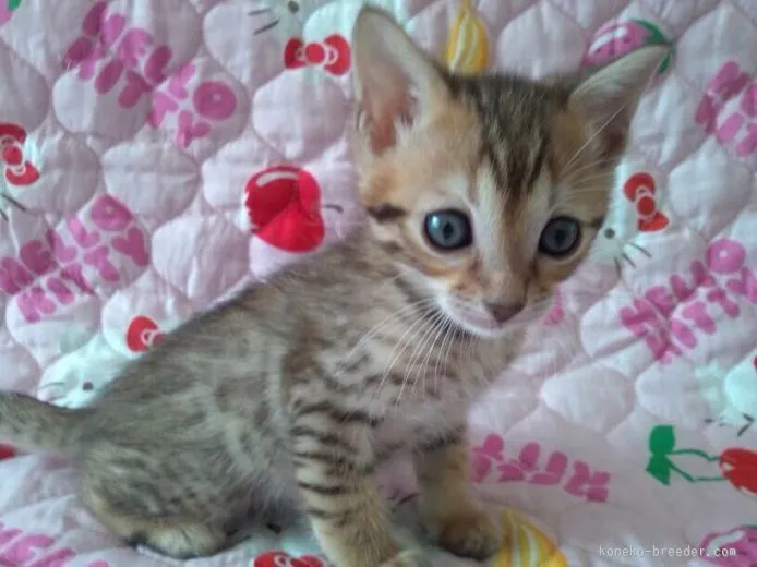 ID:1507-00336の子猫