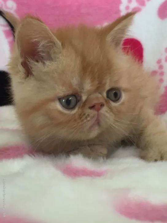 ID:1609-00553の子猫
