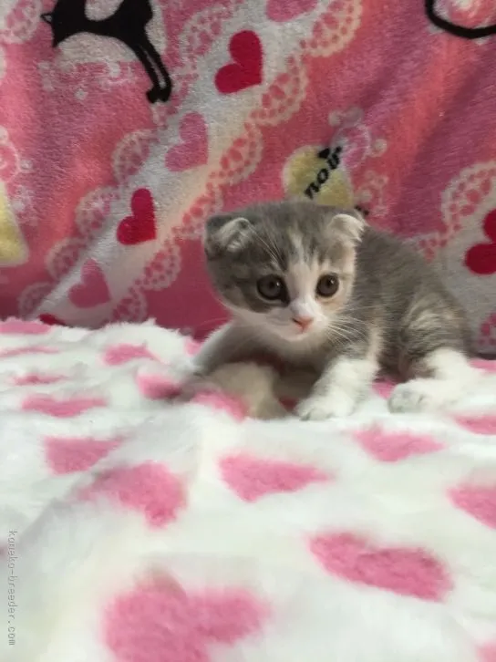 ID:1512-00341の子猫