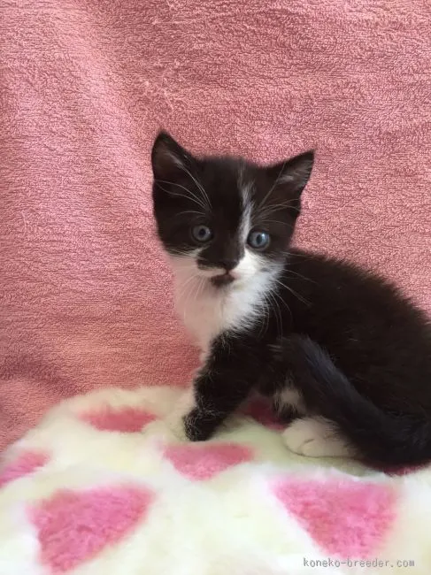 ID：1512-00301の子猫