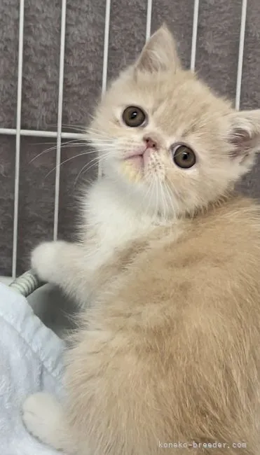 ID:2205-02509の子猫