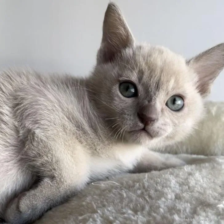 ID：2302-01918の子猫