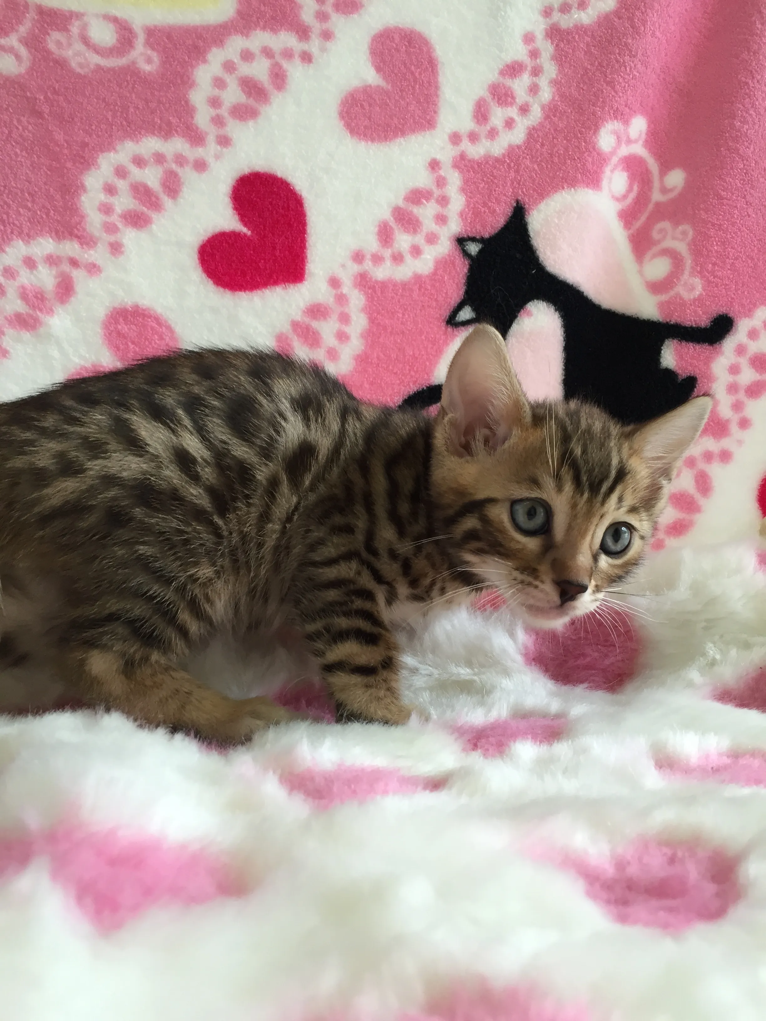 ID:1608-00008の子猫