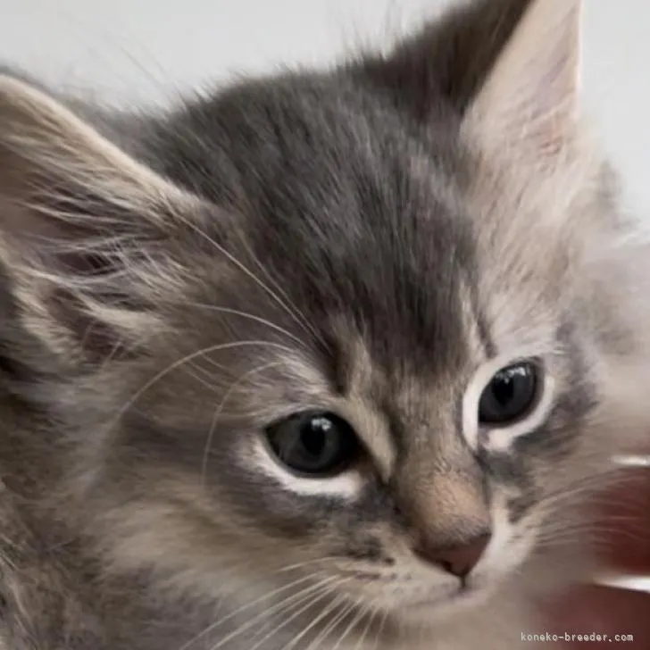 ID:2303-00423の子猫