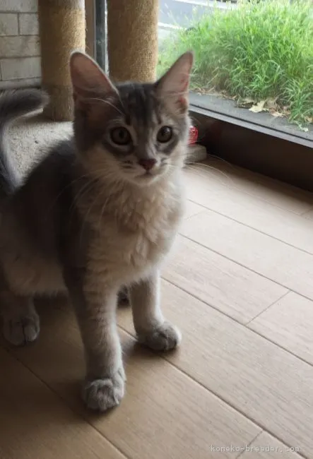 ID：1707-00608の子猫