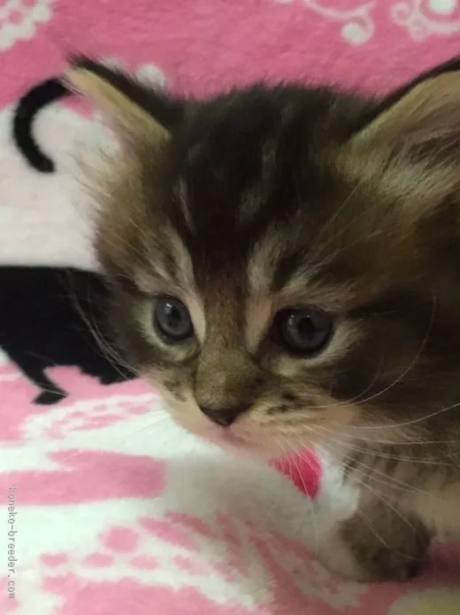 ID：1511-00427の子猫