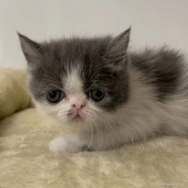 ID：2305-01371の子猫