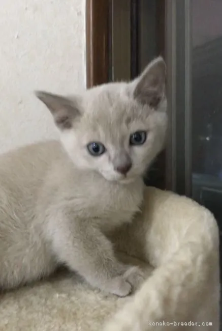 ID：1811-00868の子猫