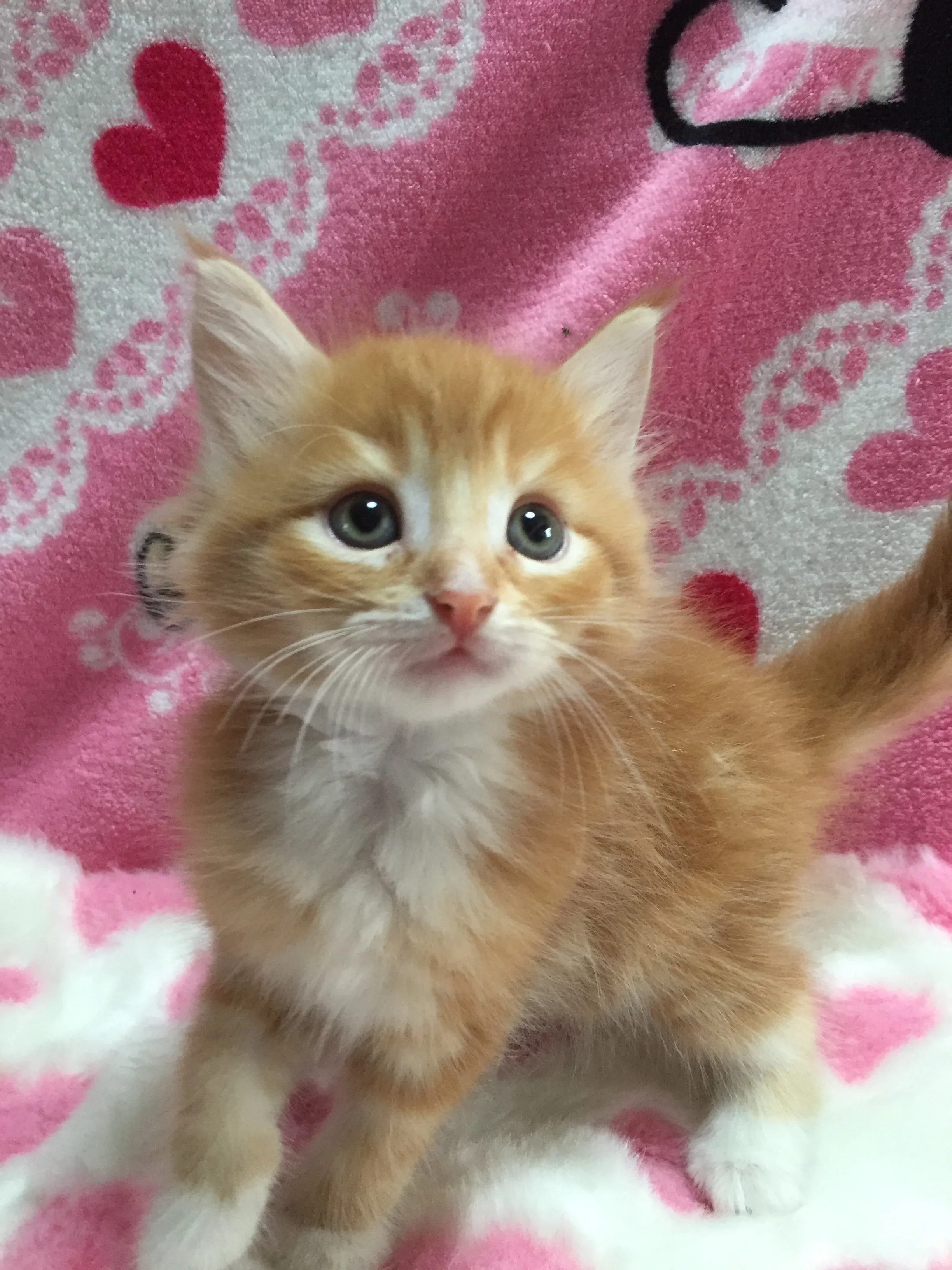 ID:1606-00526の子猫