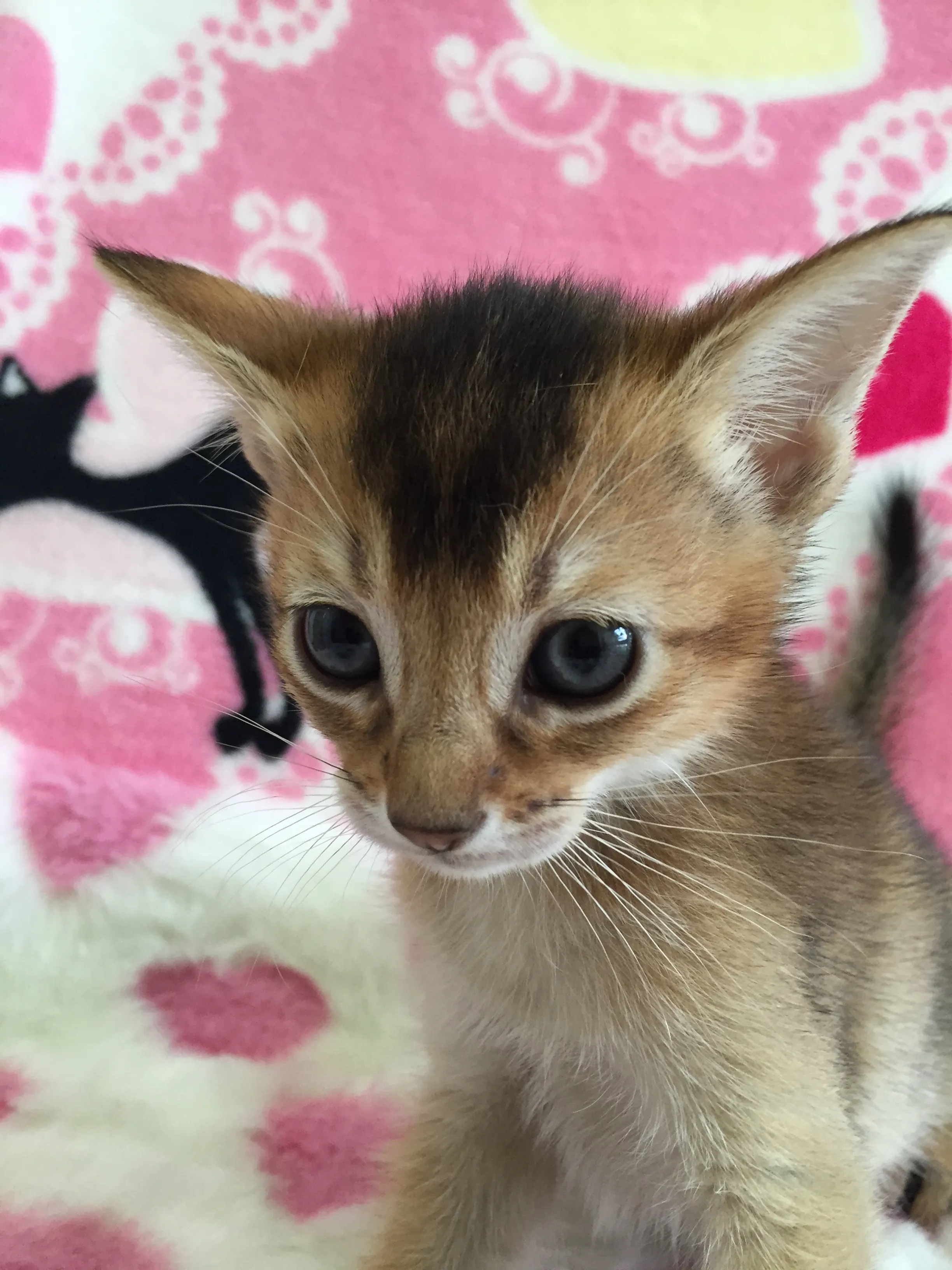 ID：1608-00007の子猫