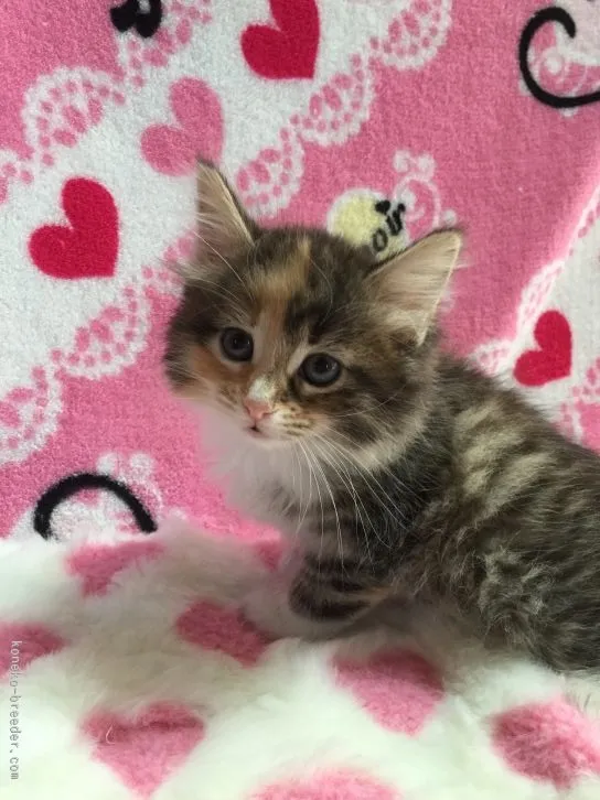 ID:1512-00162の子猫