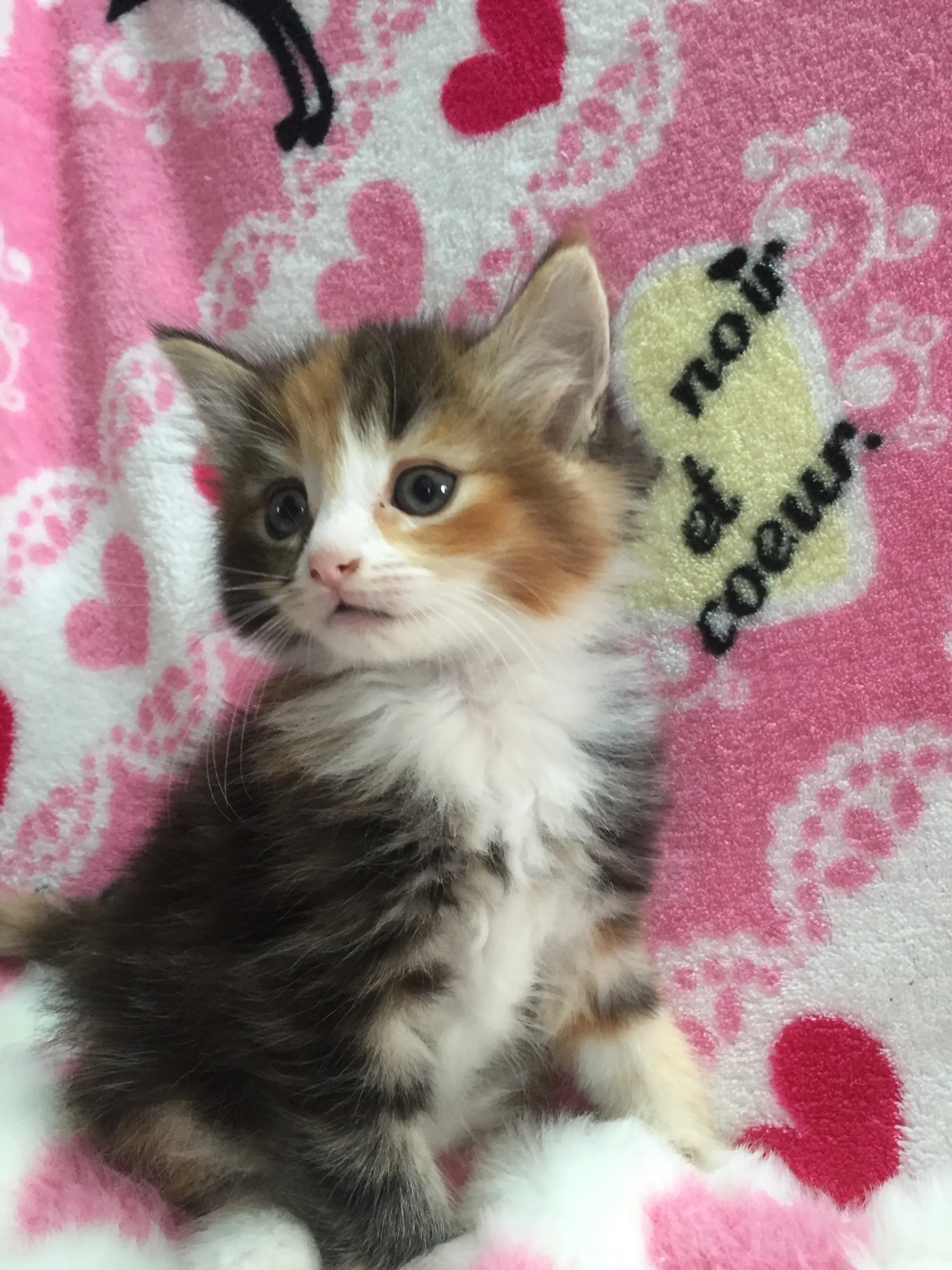 ID:1606-00522の子猫