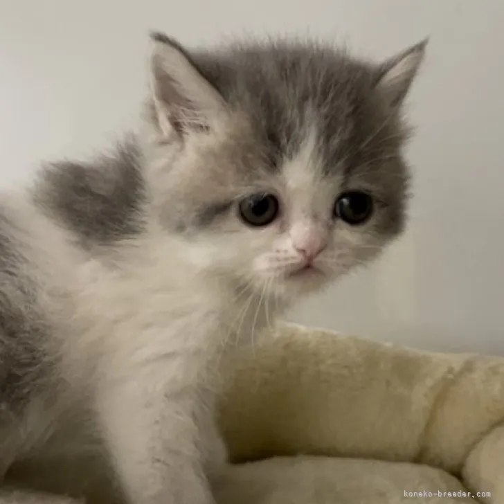 ID：2305-01372の子猫