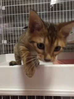 ID:1511-00299の子猫