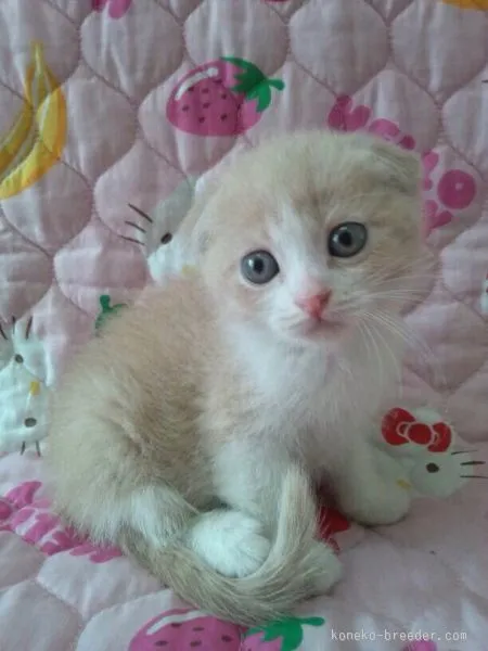 ID:1508-00194の子猫