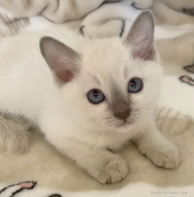 ID：2102-01666の子猫