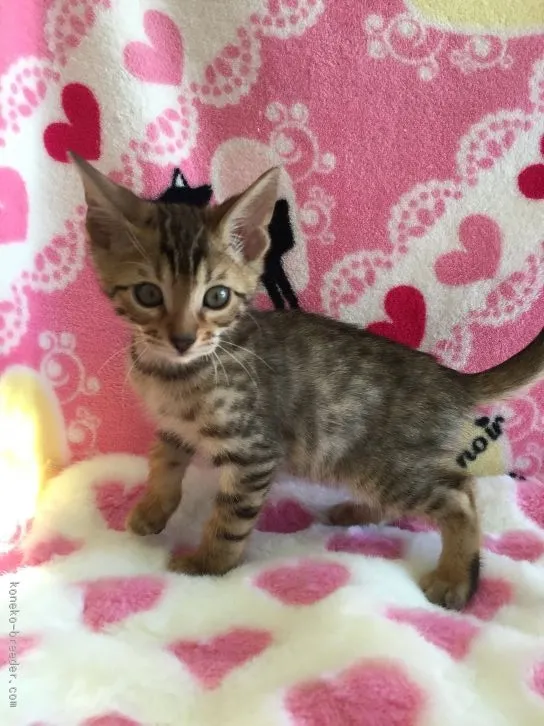 ID：1603-00024の子猫