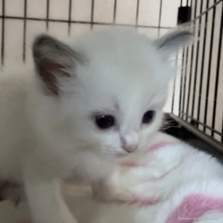 ID：2307-01649の子猫