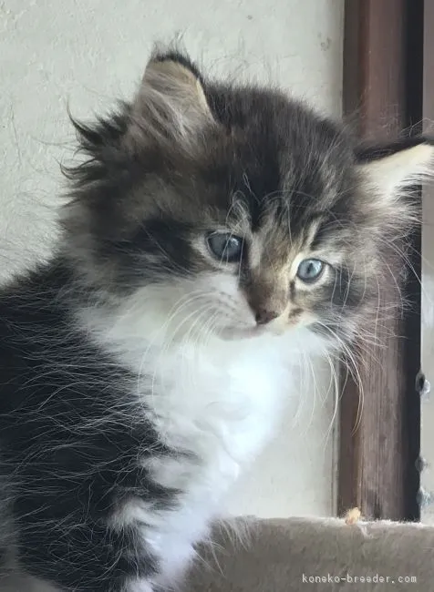 ID:1808-01240の子猫