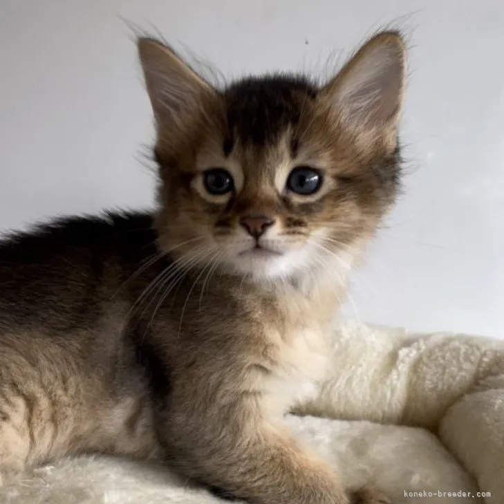 ID:2308-01859の子猫