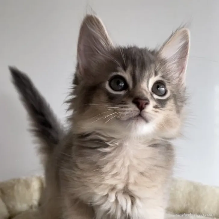 ID：2309-01828の子猫